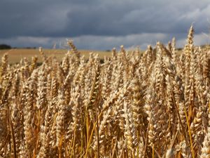 Preview wallpaper field, wheat, ears, cornfield, summer