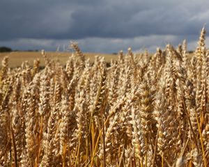 Preview wallpaper field, wheat, ears, cornfield, summer