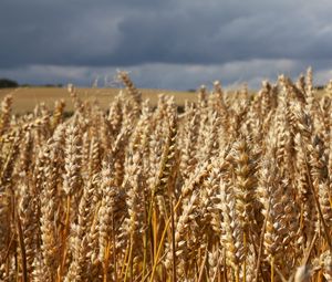 Preview wallpaper field, wheat, ears, cornfield, summer