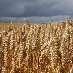 Preview wallpaper field, wheat, ears, cornfield, summer