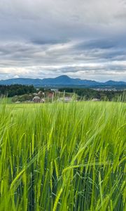 Preview wallpaper field, wheat, hills, nature