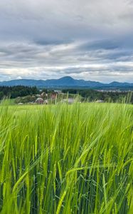 Preview wallpaper field, wheat, hills, nature