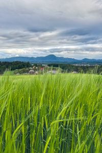 Preview wallpaper field, wheat, hills, nature