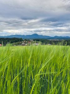 Preview wallpaper field, wheat, hills, nature