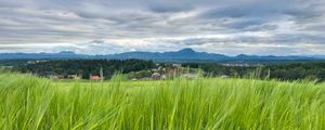 Preview wallpaper field, wheat, hills, nature