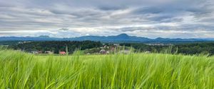 Preview wallpaper field, wheat, hills, nature