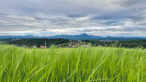 Preview wallpaper field, wheat, hills, nature