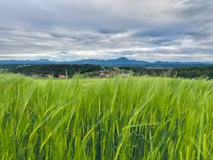 Preview wallpaper field, wheat, hills, nature