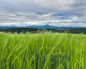 Preview wallpaper field, wheat, hills, nature
