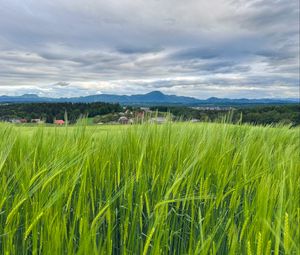 Preview wallpaper field, wheat, hills, nature