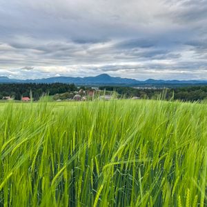 Preview wallpaper field, wheat, hills, nature