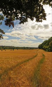 Preview wallpaper field, wheat, path, nature, landscape