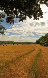 Preview wallpaper field, wheat, path, nature, landscape