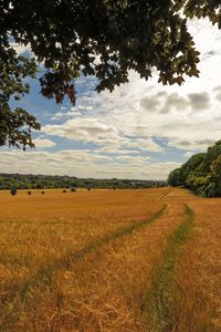 Preview wallpaper field, wheat, path, nature, landscape