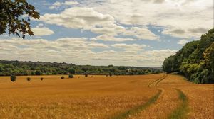 Preview wallpaper field, wheat, path, nature, landscape