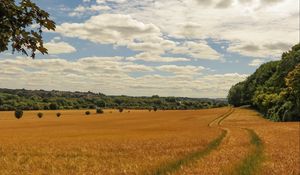 Preview wallpaper field, wheat, path, nature, landscape