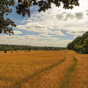 Preview wallpaper field, wheat, path, nature, landscape