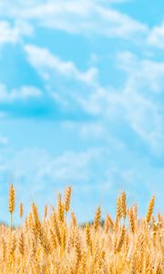 Preview wallpaper field, wheat, spikelets, sky, clouds