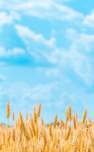 Preview wallpaper field, wheat, spikelets, sky, clouds