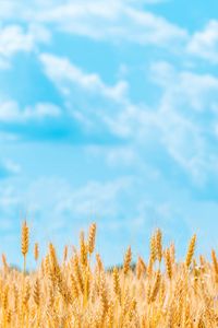 Preview wallpaper field, wheat, spikelets, sky, clouds