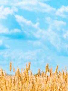 Preview wallpaper field, wheat, spikelets, sky, clouds