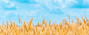 Preview wallpaper field, wheat, spikelets, sky, clouds