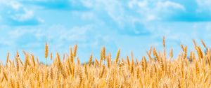 Preview wallpaper field, wheat, spikelets, sky, clouds