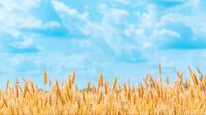 Preview wallpaper field, wheat, spikelets, sky, clouds