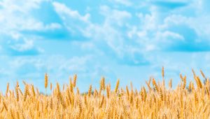 Preview wallpaper field, wheat, spikelets, sky, clouds