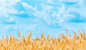 Preview wallpaper field, wheat, spikelets, sky, clouds