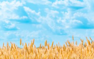 Preview wallpaper field, wheat, spikelets, sky, clouds