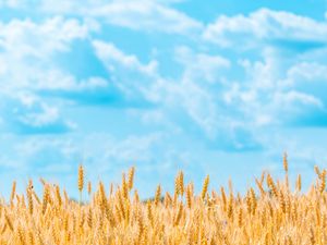 Preview wallpaper field, wheat, spikelets, sky, clouds