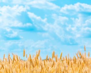 Preview wallpaper field, wheat, spikelets, sky, clouds