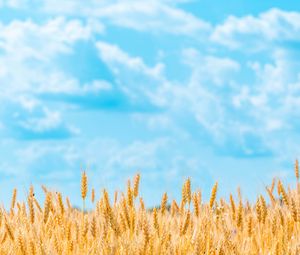 Preview wallpaper field, wheat, spikelets, sky, clouds