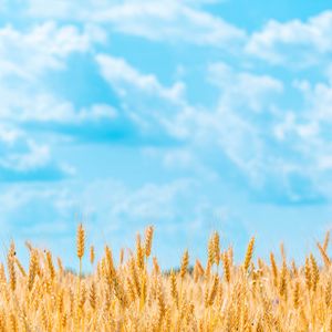 Preview wallpaper field, wheat, spikelets, sky, clouds