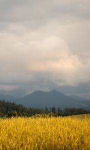 Preview wallpaper field, wheat, trees, mountains, nature