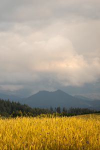 Preview wallpaper field, wheat, trees, mountains, nature