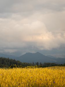 Preview wallpaper field, wheat, trees, mountains, nature