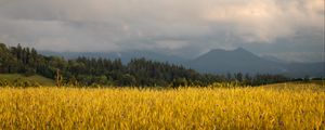 Preview wallpaper field, wheat, trees, mountains, nature