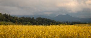 Preview wallpaper field, wheat, trees, mountains, nature
