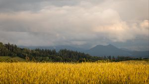 Preview wallpaper field, wheat, trees, mountains, nature