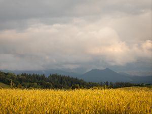 Preview wallpaper field, wheat, trees, mountains, nature