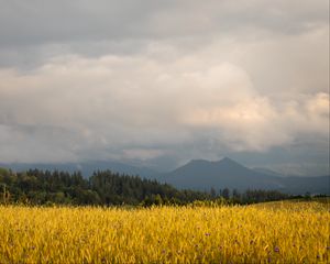 Preview wallpaper field, wheat, trees, mountains, nature