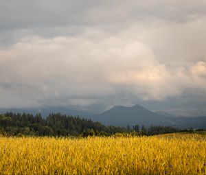 Preview wallpaper field, wheat, trees, mountains, nature