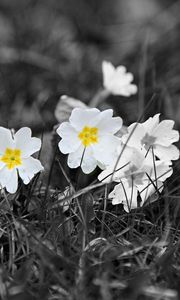 Preview wallpaper field, white, yellow, black-and-white