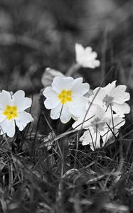 Preview wallpaper field, white, yellow, black-and-white