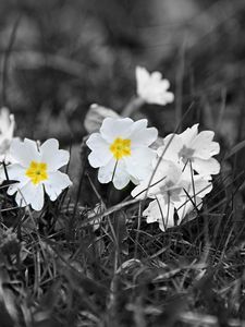 Preview wallpaper field, white, yellow, black-and-white