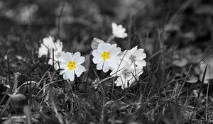 Preview wallpaper field, white, yellow, black-and-white