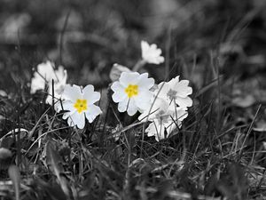 Preview wallpaper field, white, yellow, black-and-white