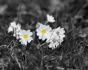 Preview wallpaper field, white, yellow, black-and-white